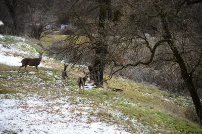 DSC_0796 (Large).JPG